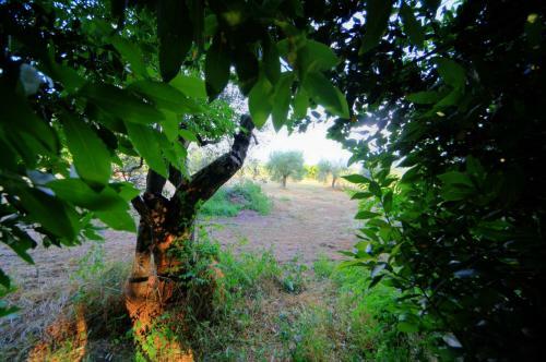 Agroturismo Villa Olena