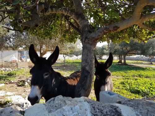 Agroturismo Masseria Villa Modica