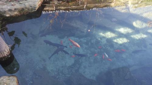 Agroturismo Agriturismo Masseria I Risi