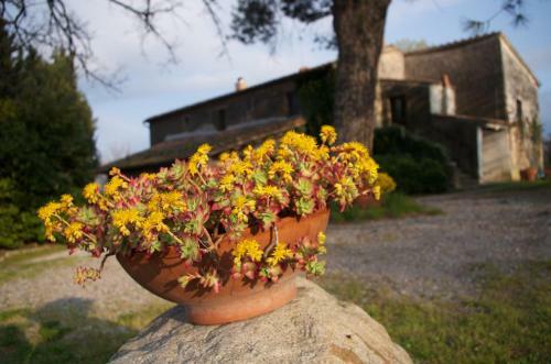 Bed & Breakfast Podere Pinzicalari