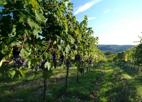Agroturismo Il Borghetto Country Inn