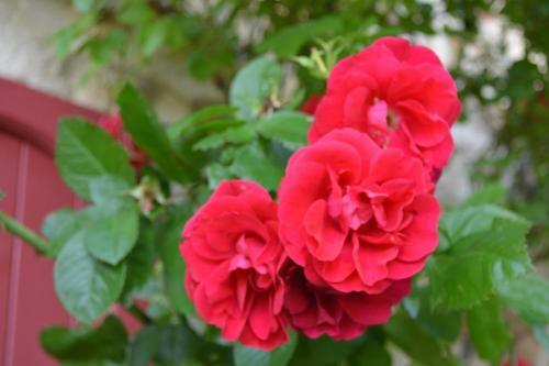 Bed & Breakfast Chambre D'h�tes La Paravent
