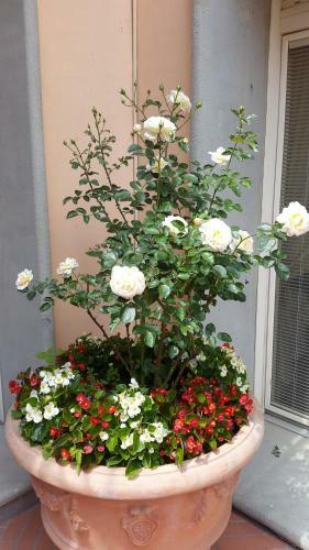 Apartamentos Palazzo Virginio