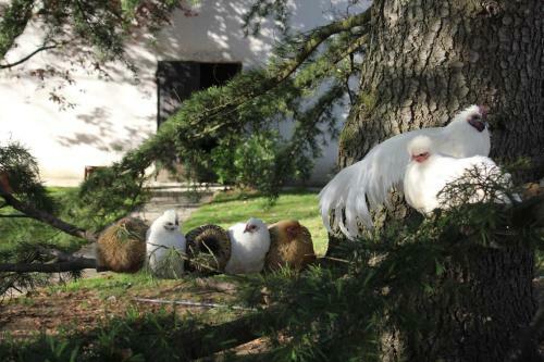 Bed & Breakfast Le Relais De La Tour