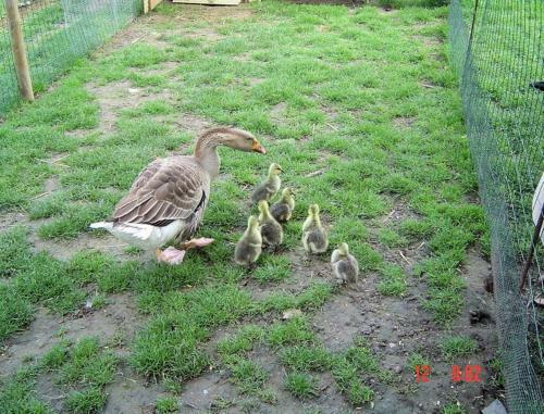 Bed & Breakfast Aux Plumes De Grigy