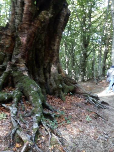 Bed & Breakfast Al Castagno