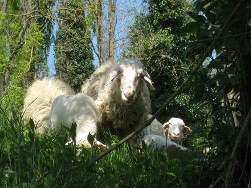Agroturismo L'ariete