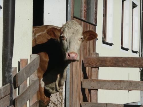 Agroturismo Maurachhof