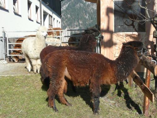 Agroturismo Maurachhof