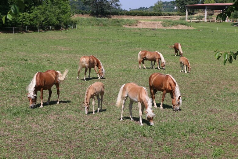 Agroturismo Tenuta Le Sorgive Agriturismo