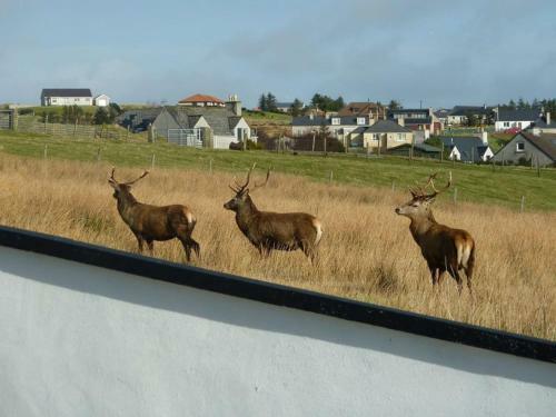 Apartamentos Taigh Geal