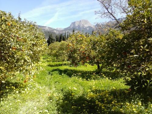 Agroturismo Finca Cas Sant