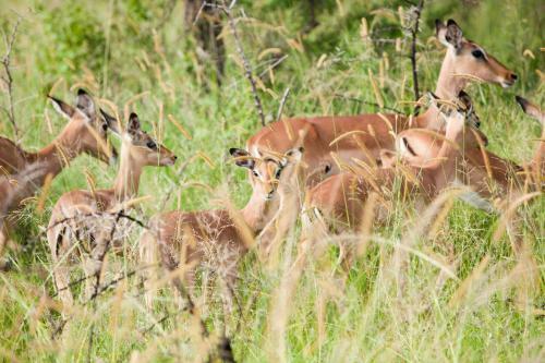 Hostal Zululand Tree Lodge