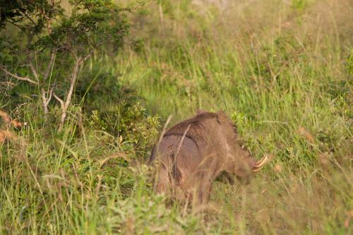 Hostal Zululand Tree Lodge