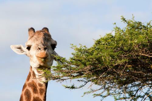 Hostal Zululand Tree Lodge