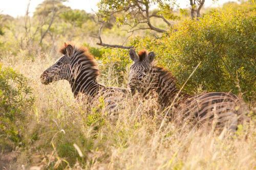 Hostal Zululand Tree Lodge