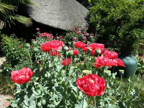 Die Agterplaas B&B