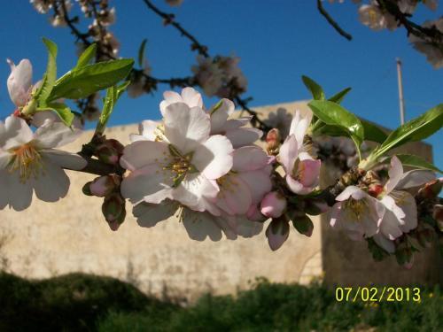 Casa Vacanze Mandorlo In Fiore