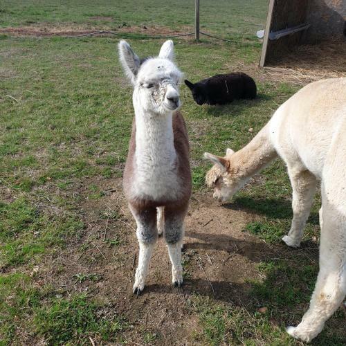 The Alpaca B&B