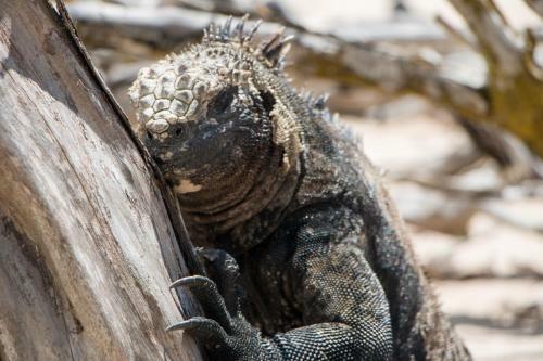 Apartamento Chez Manany Galapagos Ecolodge