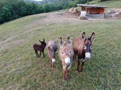 Agroturismo Agriturismo Alba Del Borgo