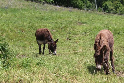 Agroturismo Agriturismo Al Marter