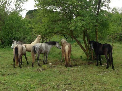 Agroturismo Azienda Agricola Traina