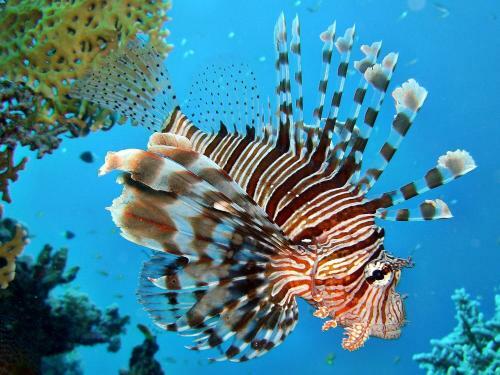 Hotel Aurora Beach Safari Resort