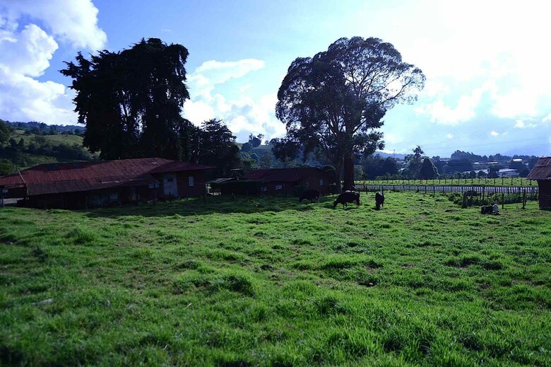 Hotel Bambito Resort