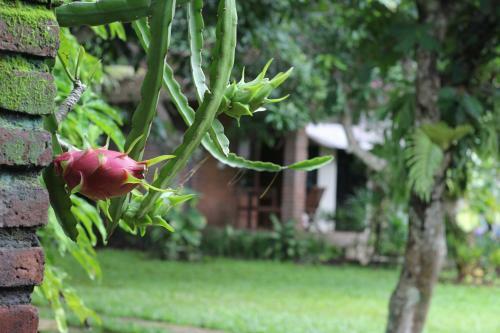 Timbis Homestay Bali