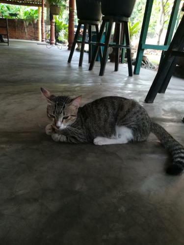 Grand Traverse Homestay