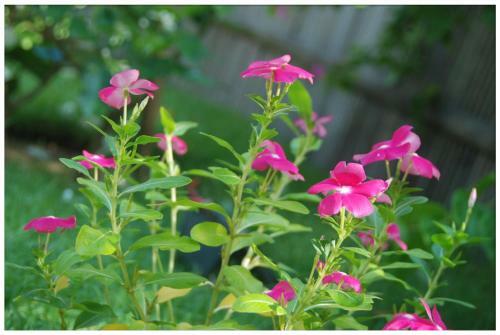 Lea's Garden