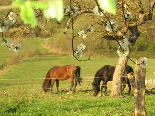 Agroturismo La Ferme De Werpin