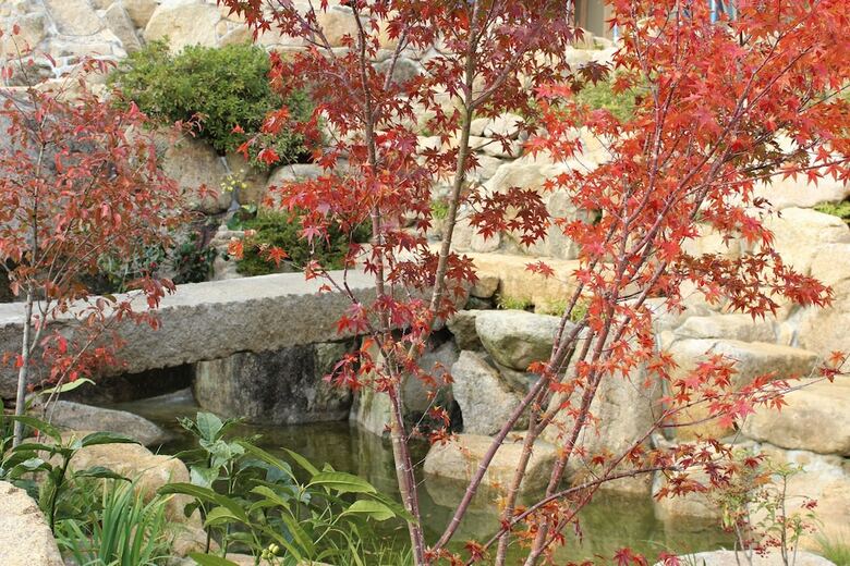 Hatago Sakura