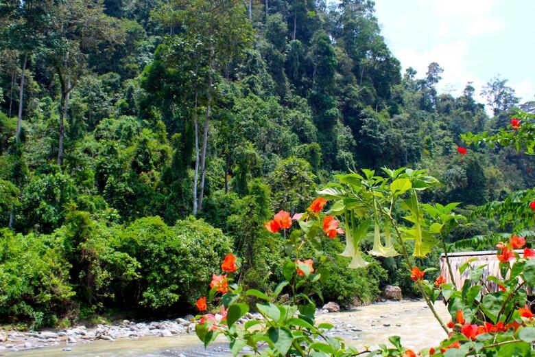 Bed & Breakfast Ecotravel Cottages Bukit Lawang
