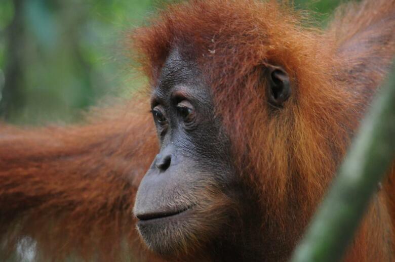 Bed & Breakfast Ecotravel Cottages Bukit Lawang