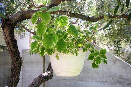 Hostal Apartment Zecevo Rtic 10307b