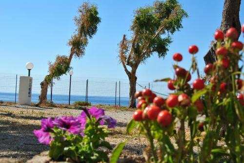 Camping B&B Gioiosa