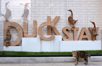 Duckstay Hostel