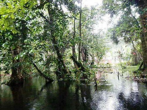Posada Caribbean Paradise Eco-lodge