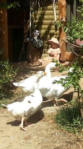 Caba�as Y Rukas Licant�n