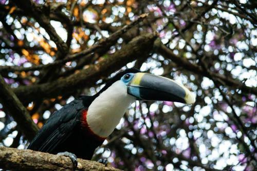 Lodge Corto Maltes Amazonia