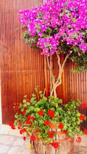 Hostal Vila Nino