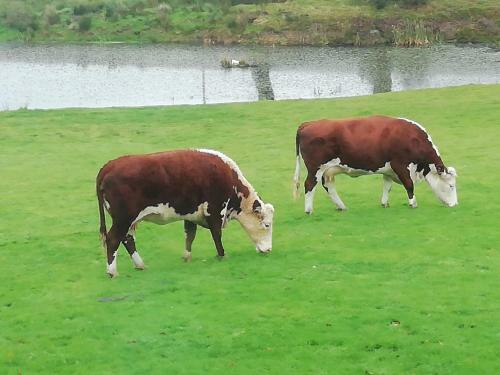 Bed & Breakfast Rectory Farm