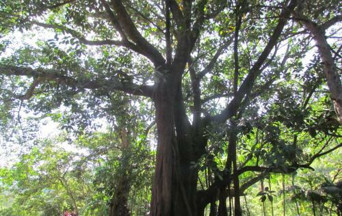 Fazenda S�o Miguel