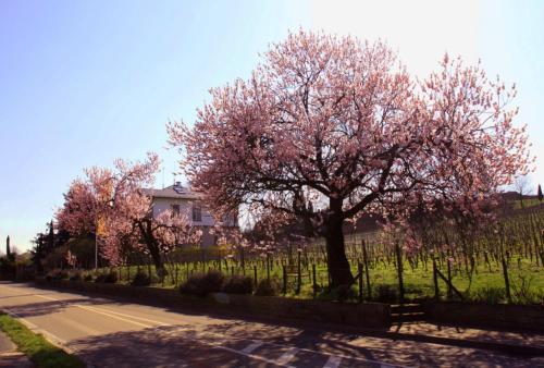 Apartamento Kurpark-residenz Deidesheim
