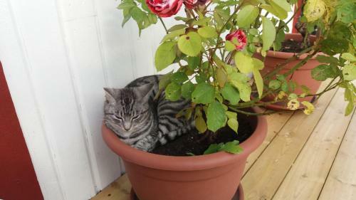 Bed & Breakfast Tynder� G�rd