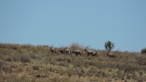 Agroturismo Savanna Guest Farm