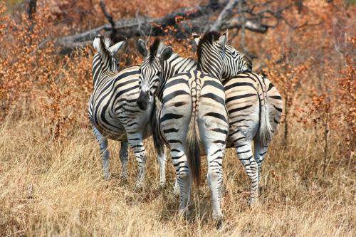 Lodge 57 Waterberg