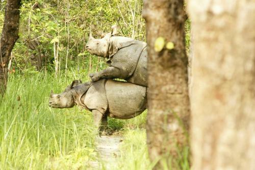 Lodge Jungle Wildlife Camp
